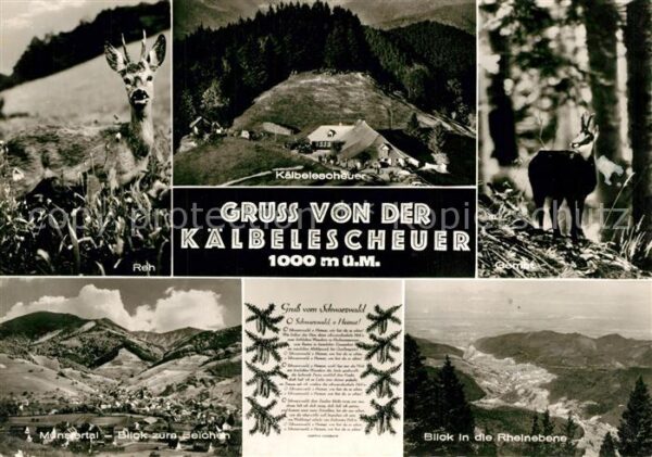Untermuenstertal Rehbock Gemse Kälbelescheuer Münstertal