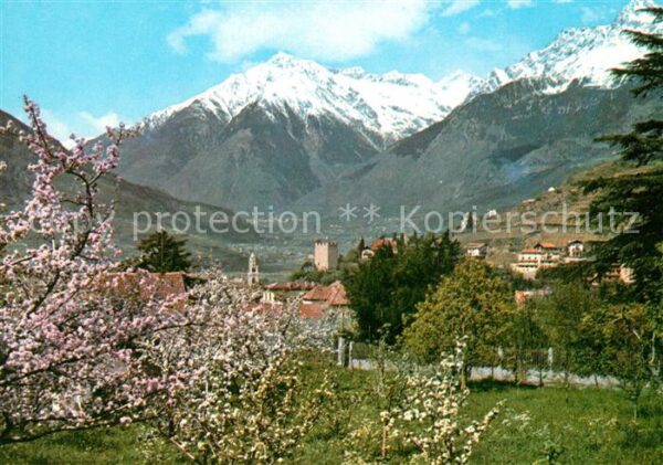 Meran Merano im Frühling Baumblüte Texelgruppe