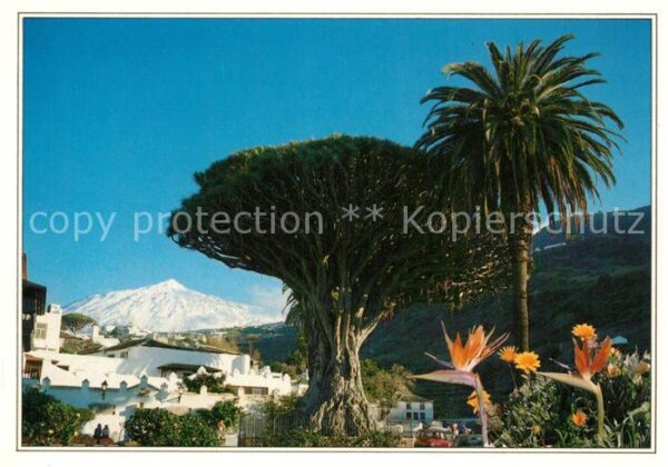 Tenerife Drago Milenario El Teide Icod de los Vi
