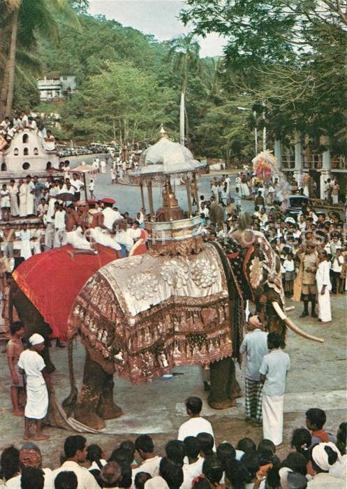 Sri Lanka Elefanten