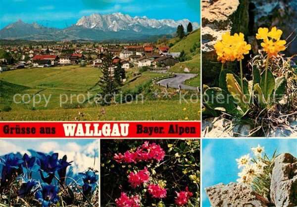 Wallgau Wettersteingebirge Enzian Alpenrosen Ed