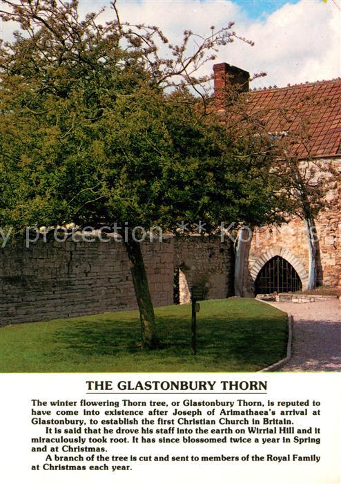 Glastonbury The Glastonbury Thorn
