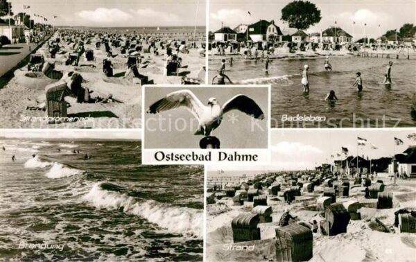 Dahme Ostseebad Strand Möve