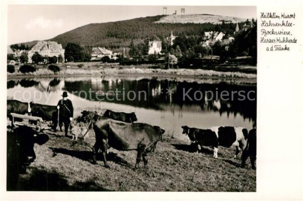 Hahnenklee-Bockswiese Harz Kuhherde am Teich