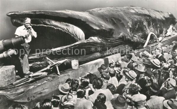 Wal Jonah Giant Whale