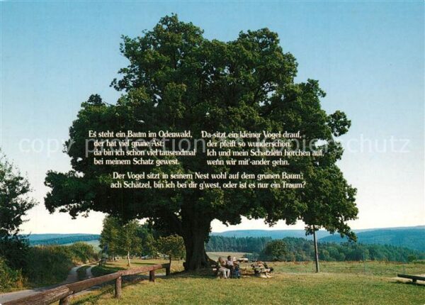 Baeume Trees Odenwald Gedicht