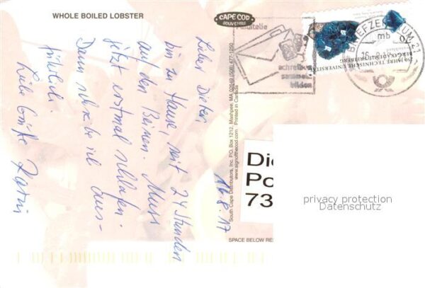 Meerestiere Boiled Lobster Hummer – Bild 2