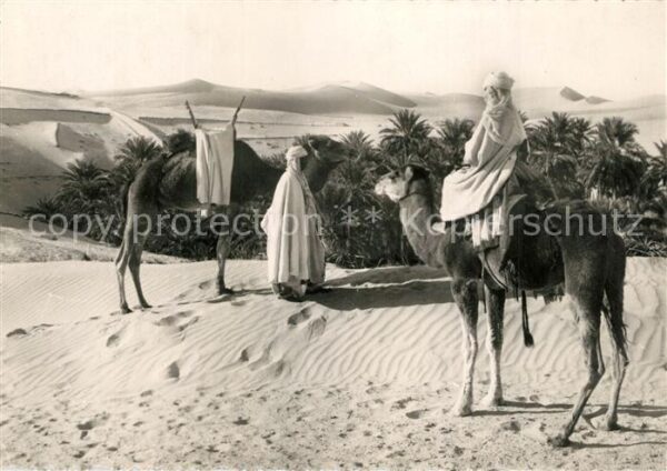 Kamel  Camel Chameau Palmeraie Sahara