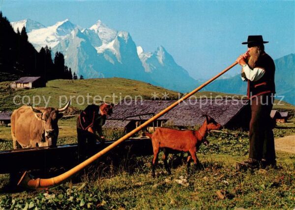 Alphorn Alphornbläser Wetterhörner Eiger Kühe