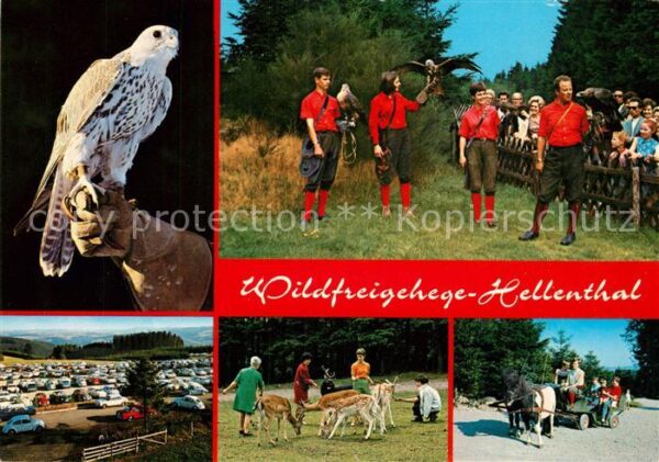 Falkner Falke Falcon Faucon Halcon Wildfreigehege Hellenthal Naturpark Nor
