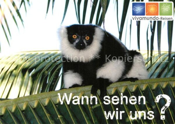 Affen Schwarzweisser Vari Vivamundo-Reisen
