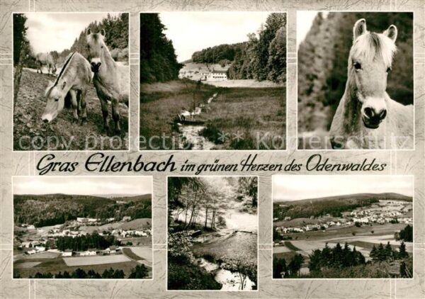 Gras-Ellenbach Pony