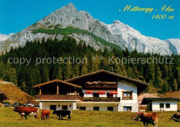 Muehlbach Hochkoenig Mitteregg-Alm Kühe