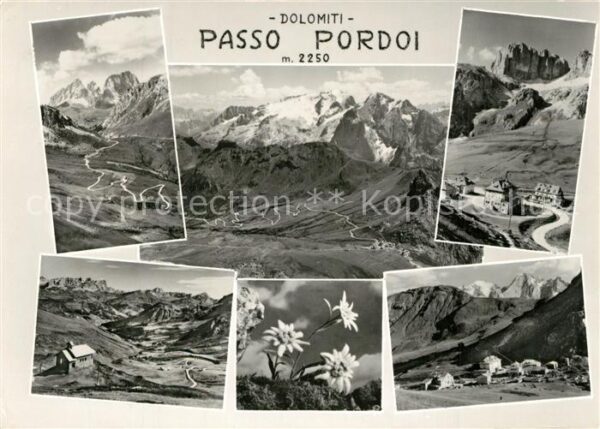 Passo Pordoi Edelweiss