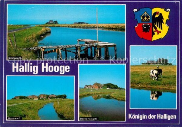 Hallig Hooge Kirchwarft Hanswarft Backenswarft Kühe