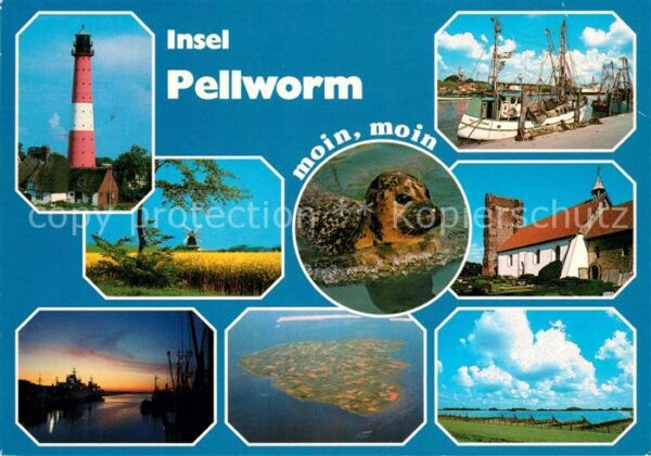 Pellworm Leuchtturm Rapsfelder Windmühle Seehund