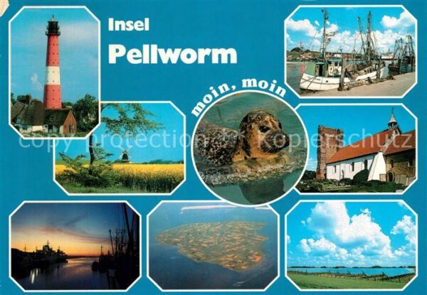 Pellworm Leuchtturm Rapsfelder Seehund Hafen Fis