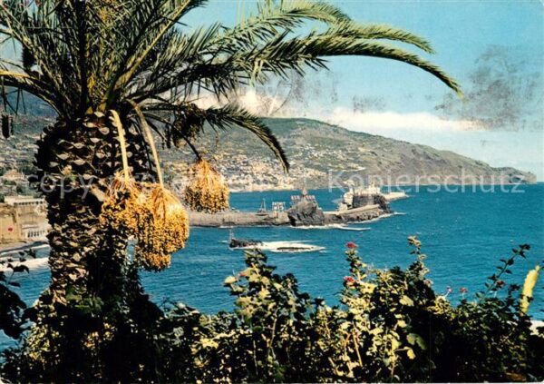 Funchal Cape Carajou