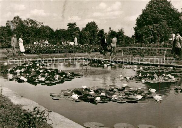 Essen Ruhr Botanischer Garten Seerosen