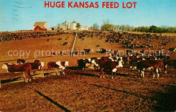 Kansas City Kansas Huge Kansas Feed Lot
