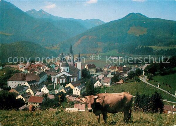 Mariazell Steiermark Kirche Kuh
