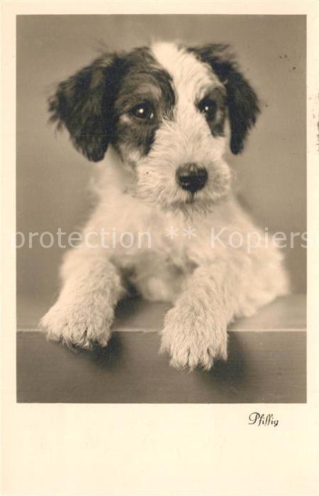 Hunde