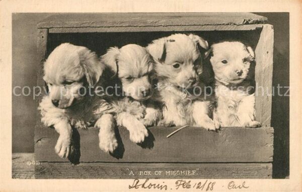 Hunde Welpen