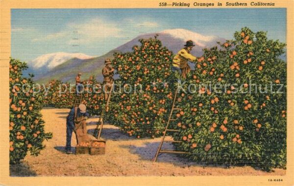 Orangen Oranges Picking Oranges Southern California