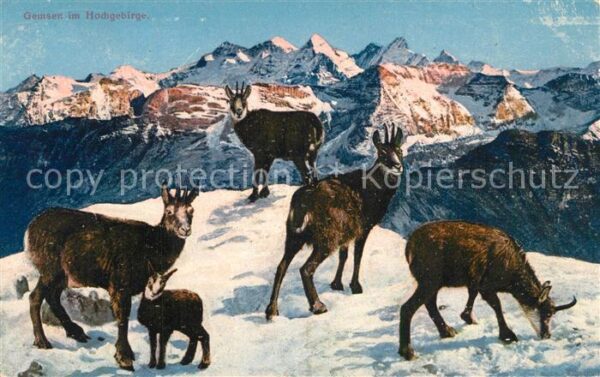 Gemse Hochgebirge