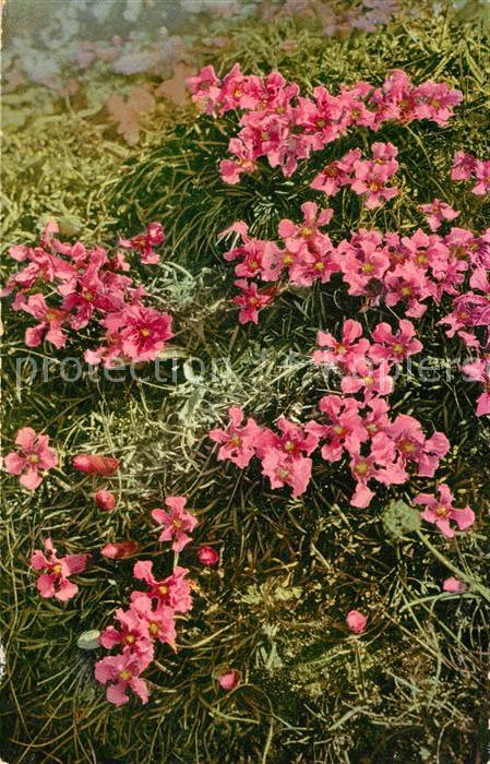 Blumen Hohenwarthia Pumilio Verlag-Photochromi