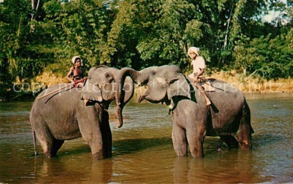 Elefant Kandy Sri Lanka