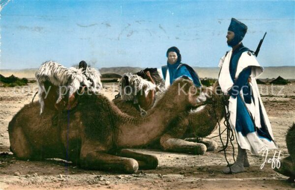 Kamel  Camel Chameau Maroc Halte des Meharistes