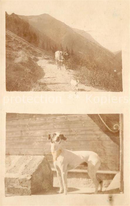 Hunde Kuh Privatfoto-Ak
