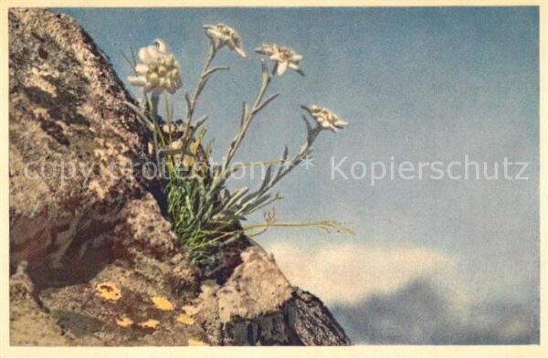 Edelweiss Leontopodium Alpinum