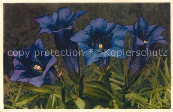 Blumen Enzian Gentiana Clusii