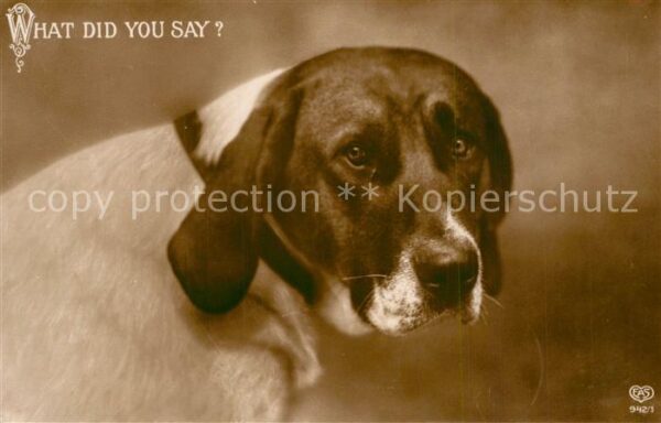 Foto EAS Nr. 942/1 Hund