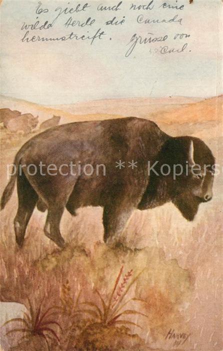 Bueffel American Buffalo Bison