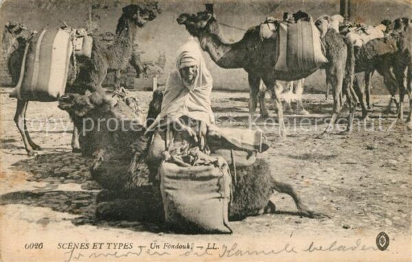Kamel  Camel Chameau Un Fondouk Marokko