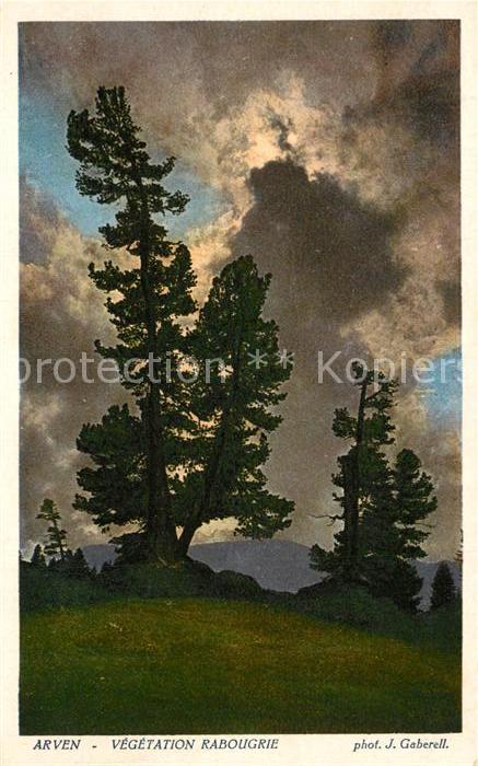 Foto Gaberell J. Nr. 2662 Arven Vegetation Rabougrie