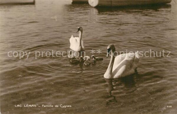 Schwan Lac Leman Famille de Cygnes