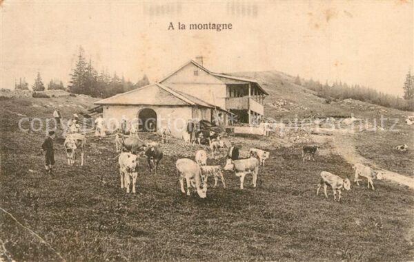 Kuehe Montagne Orbe