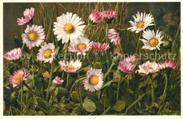 Blumen Bellis Perennis Gänseblümchen Massliebc