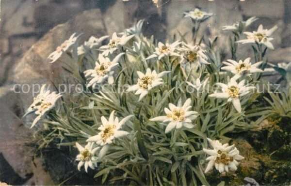 Edelweiss