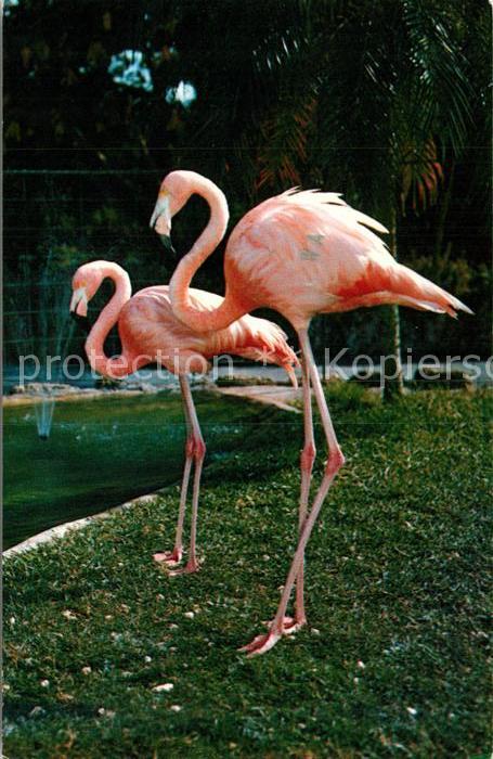 Flamingo Parrot Jungle Florida