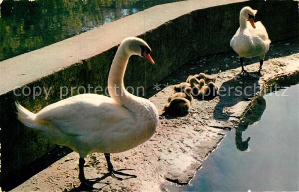 Schwan Lac Leman Famille de Cygnes