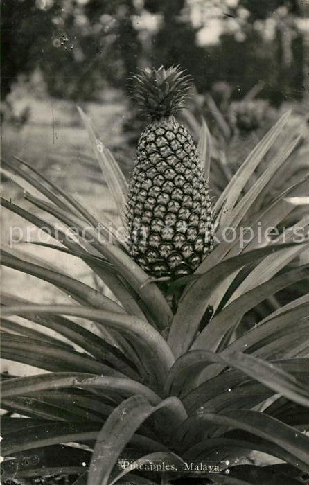 Obst Pineapples Malaya