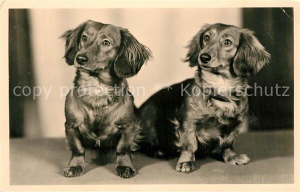 Hunde