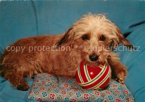 Hunde Ball