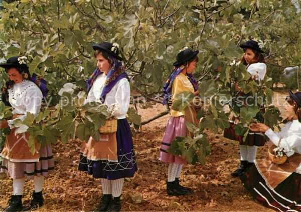 Ernte Landwirtschaft Tracht Algarve Colhendo Figos Feigenbau