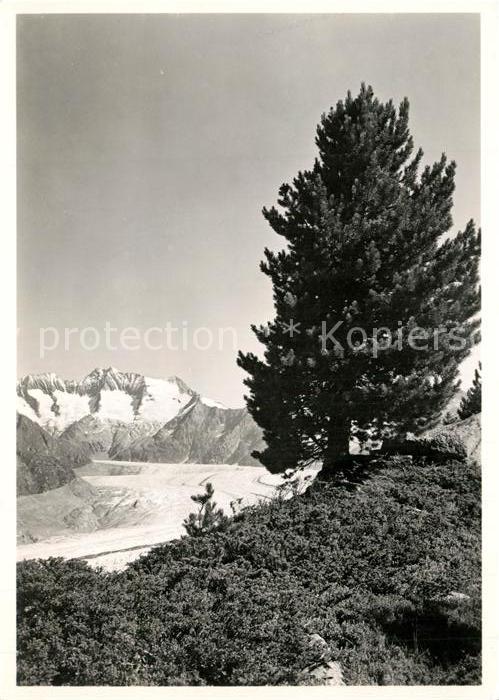 Gletscher Aletschwald